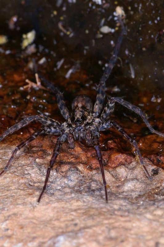 Dolomedes_ZZ321_D3593_Z_82_Mt Augustus_Australie.jpg